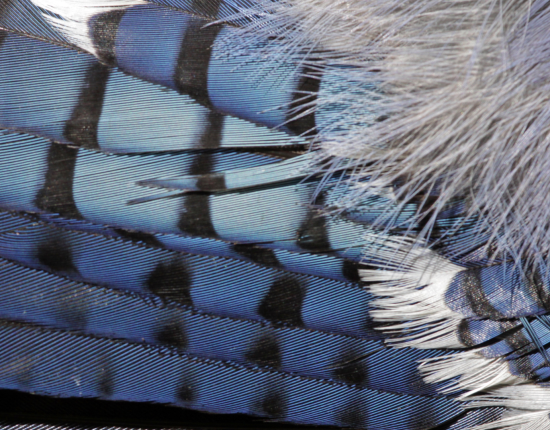 about blue jay